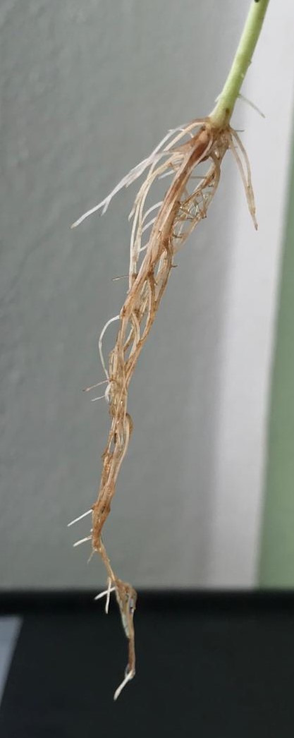 Wurzeln